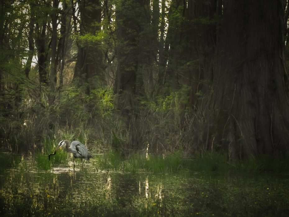 2022 Reelfoot Event Hungry Egret Connie Cole 1st-LR