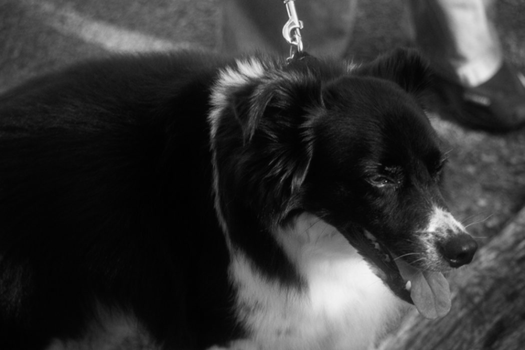 2024 Crossville Event MascotDogBlackandwhiteMarjorie Pess-LR